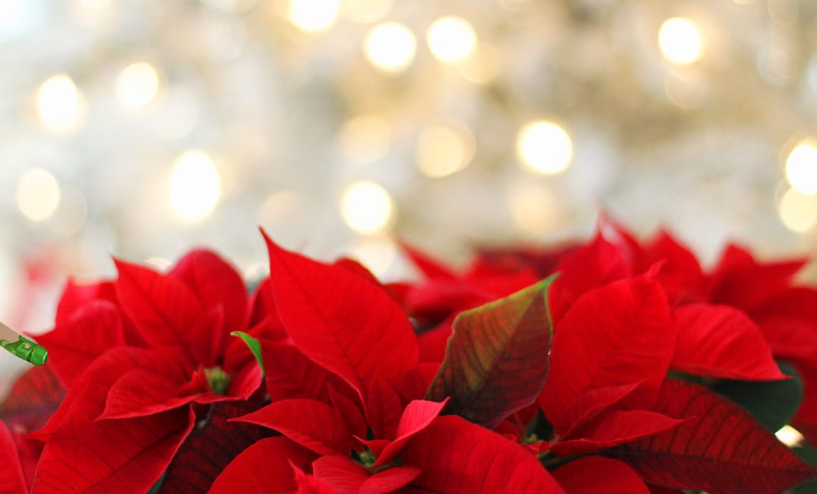 Know The 5 Most Popular Christmas Flowers And Let It Snow! Photo
