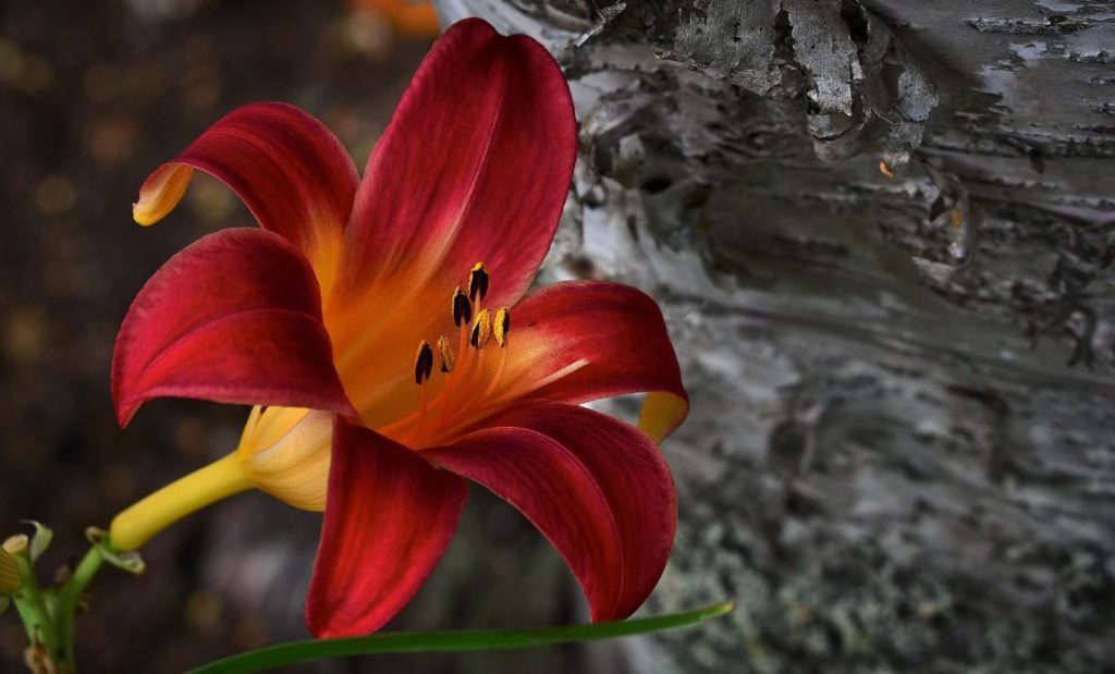 7 Interesting things you didn’t know about Lilies Photo